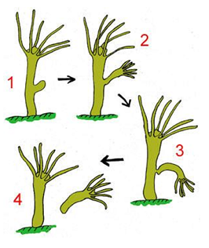 sinh sản nảy chồi, olm